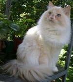 Kissarodut: ragamuffin