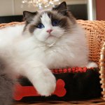 Kissarodut: ragdoll Kissarodut: ragdoll