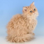 Kissarodut: Selkirk rex