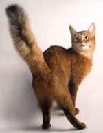 Kissarodut: Somalian kissa