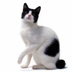 Kissarodut: Japanilainen Bobtail