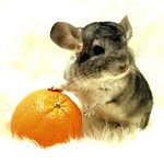 Kiikarit chinchillas