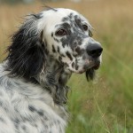 Koirarodut: Englanti Setter