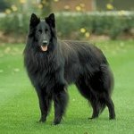 Koirarodut: Belgianpaimenkoira Grunendal Koirarodut: Belgianpaimenkoira Grunendal