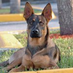 Koirarodut: Belgianpaimenkoira Malinois Koirarodut: Belgianpaimenkoira Malinois