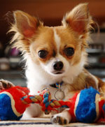 Koirarodut: chihuahua Koirarodut: chihuahua