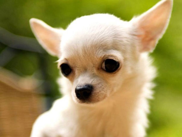 Koirarodut: chihuahua