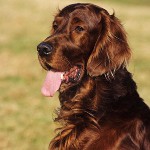 Koirarodut: Irish Setter Koirarodut: Irish Setter