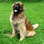 Koirarodut: leonberger
