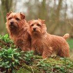 Koirarodut: Norfolk Terrieri Koirarodut: Norfolk Terrieri
