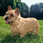 Koirarodut: Norwich Terrieri Koirarodut: Norwich Terrieri
