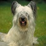 Koirarodut: Skye Terrieri Koirarodut: Skye Terrieri
