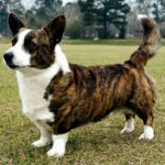 Koirarodut: welsh corgi-neuletakki Koirarodut: welsh corgi-neuletakki