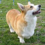 Koirarodut: welsh corgi pembroke Koirarodut: welsh corgi pembroke