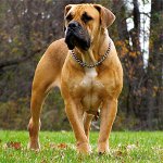 Koirarodut: Etelä-Afrikkalainen Boerboel Koirarodut: Etelä-Afrikkalainen Boerboel