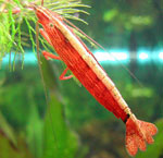 Aquarium-katkarapu