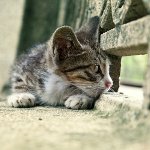 Kissa menettänyt: mitä tehdä?