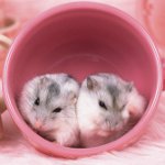 Hamsterien jäljentäminen