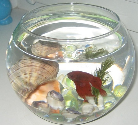 Cockfish: hoito, sisältö, ravitsemus