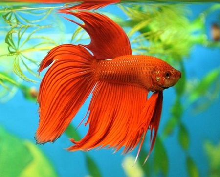 Cockfish: hoito, sisältö, ravitsemus