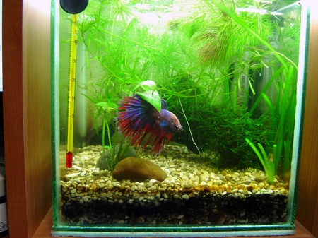Cockfish: hoito, sisältö, ravitsemus