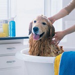 Shampoo koirille: miten valita? Shampoo koirille: miten valita?