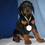 Koira Doberman Koira Doberman