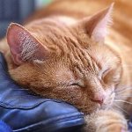 Toxoplasmoosi kissalla