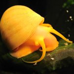 Ampulary etanat Ampulary etanat