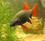 Akvaarion asennus