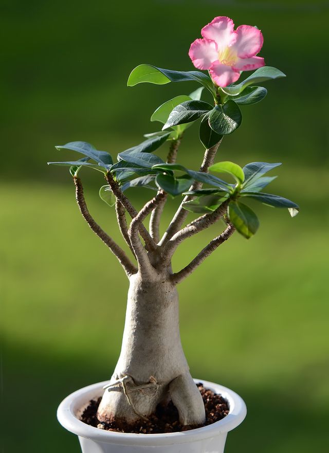 Adenium - kotihoito (valokuva, video). Kuinka kunnolla hoidetaan kukka adenium
