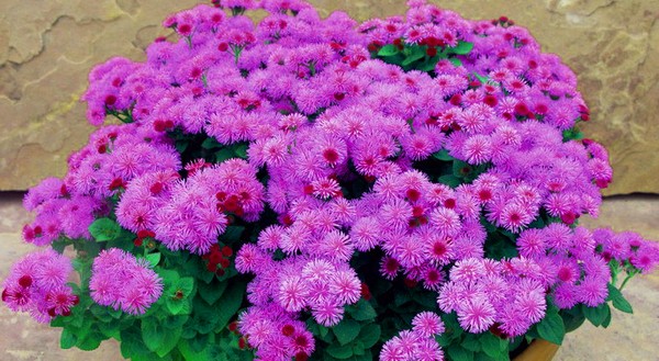 Ageratum: istutus ja hoito. Suosittuja lajikkeita