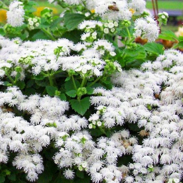 Ageratum: istutus ja hoito. Suosittuja lajikkeita