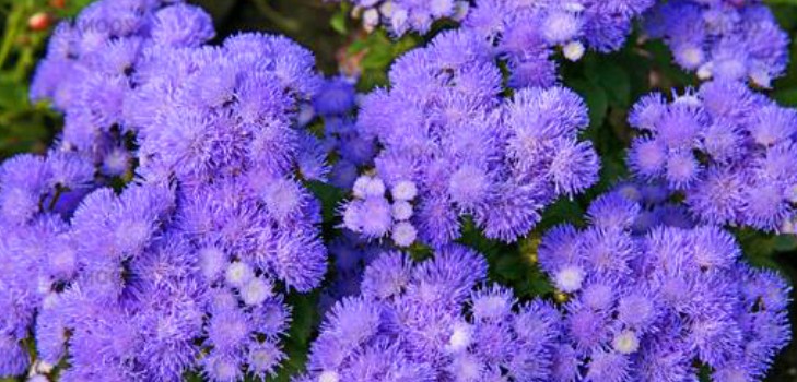 Ageratum: istutus ja hoito. Suosittuja lajikkeita