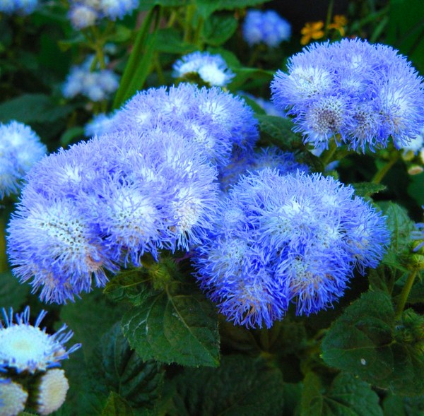 Ageratum: istutus ja hoito. Suosittuja lajikkeita