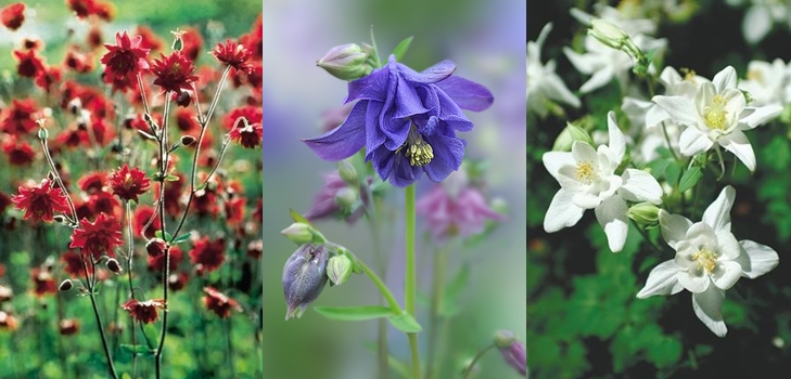 Aquilegia - viljely ja lajikkeet