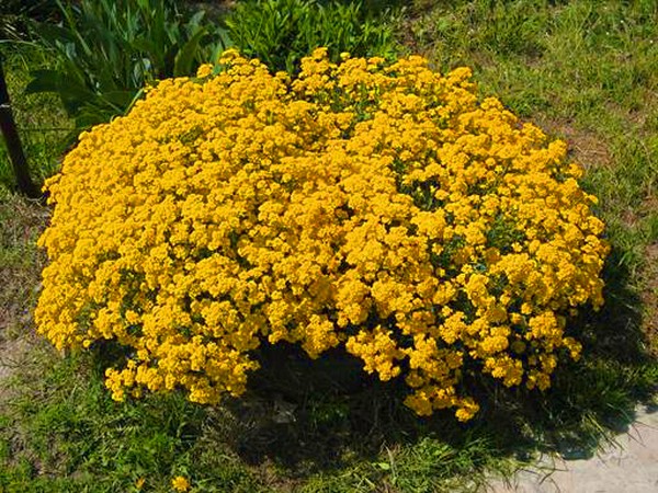Alyssum: istutus ja hoito, valokuvat parhaista lajikkeista