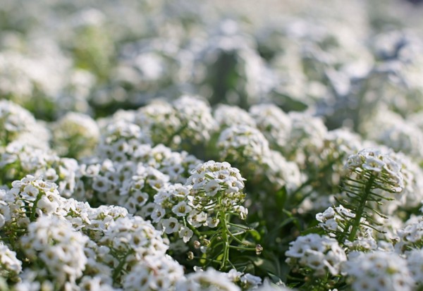 Alyssum: istutus ja hoito, valokuvat parhaista lajikkeista