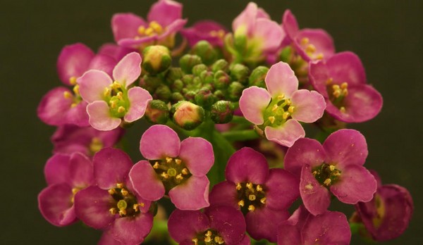 Alyssum: istutus ja hoito, valokuvat parhaista lajikkeista