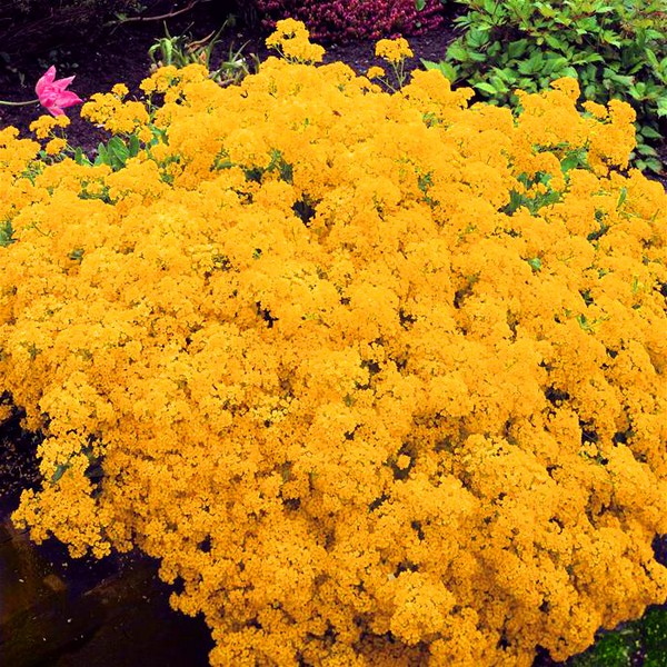 Alyssum: istutus ja hoito, valokuvat parhaista lajikkeista