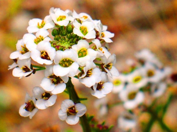 Alyssum: istutus ja hoito, valokuvat parhaista lajikkeista