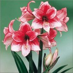 Amaryllis ja hippeastrum: kaksoisvelit Amaryllis ja hippeastrum: kaksoisvelit