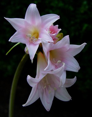 Amaryllis ja hippeastrum: kaksoisvelit Amaryllis ja hippeastrum: kaksoisvelit