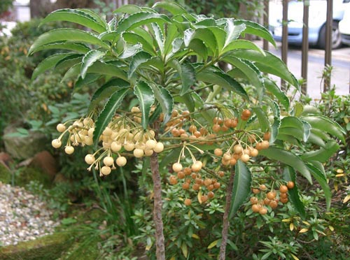 Ardisia - tunnetuin laji