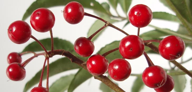 Ardisia: hoito ja valokuva