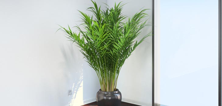 Areca, kämmen