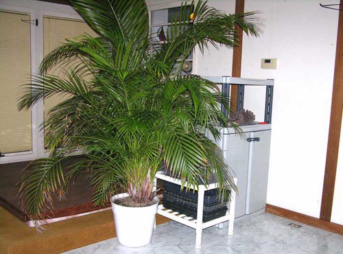 Areca. Kotihoito