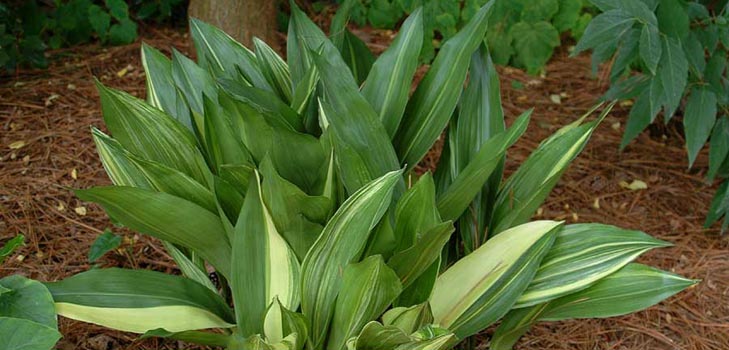Aspidistra: hoito kotona, kukinta, valokuva
