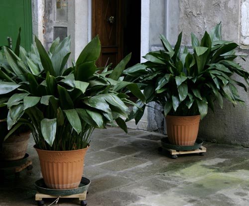Aspidistra: lajit ja lajikkeet
