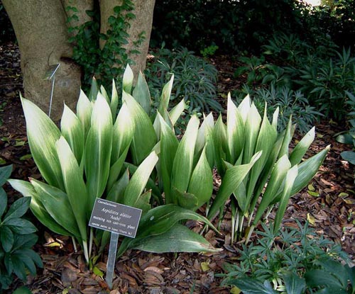 Aspidistra: kotihoito